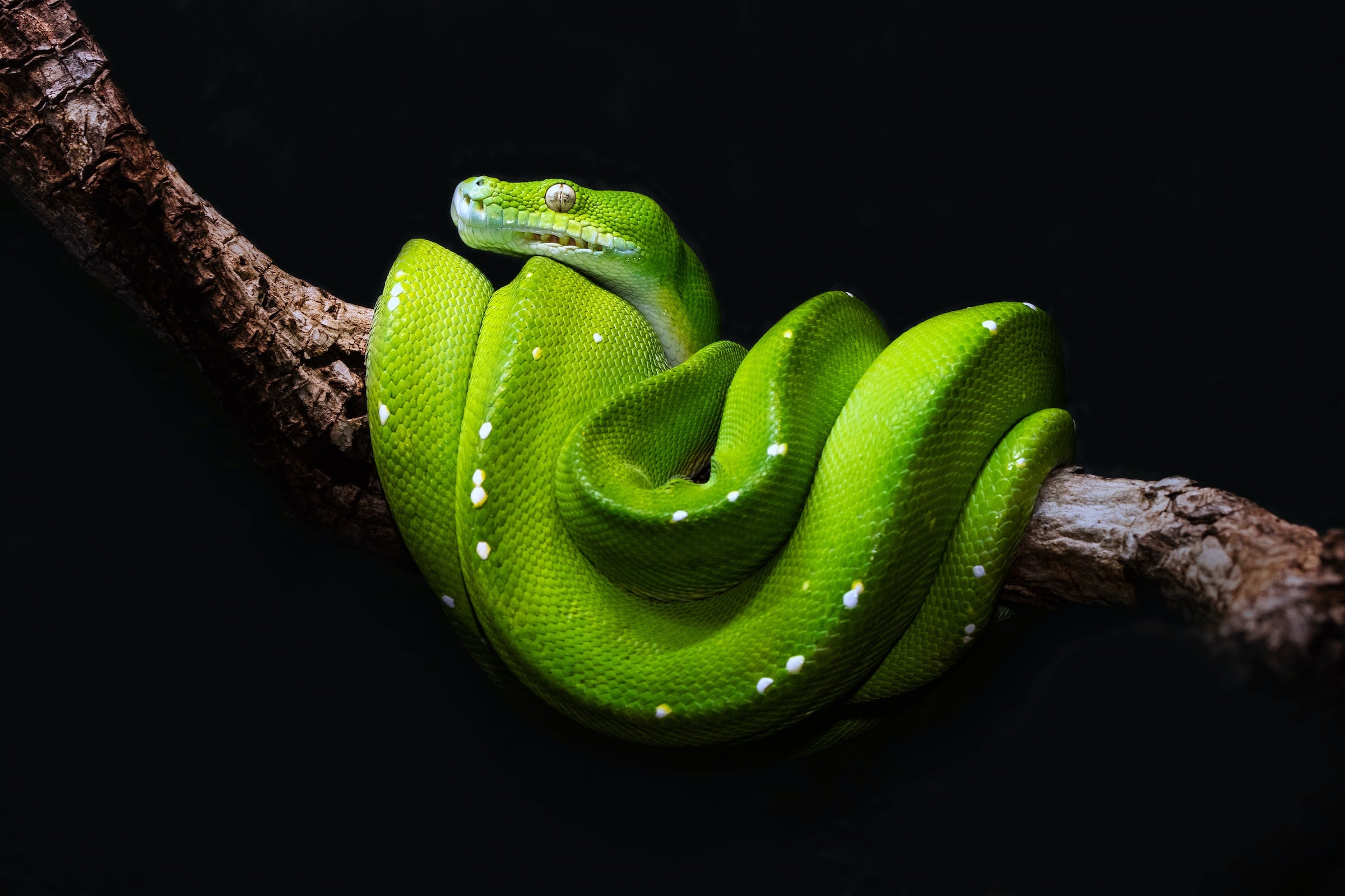 Python 3.11 is available and contains great improvements